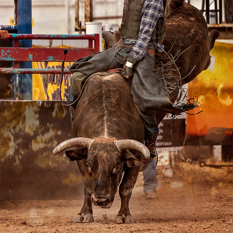 Ban The Rodeo Bull